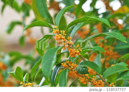 オレンジ色のキンモクセイの花（秋、十月） 119537737