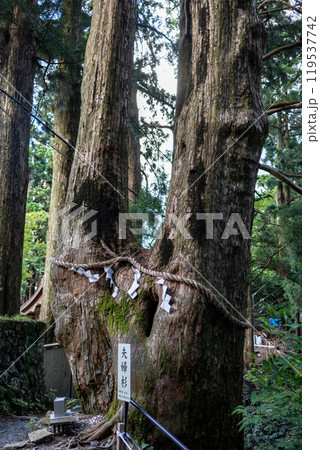 玉置神社の夫婦杉 119537742