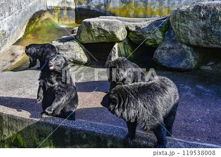 餌をねだるクマ牧場のツキノワグマ 餌をねだるクマ牧場のツキノワグマ 119538008