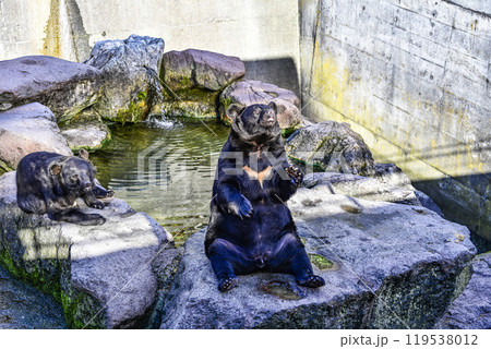 餌をねだるクマ牧場のツキノワグマ 119538012