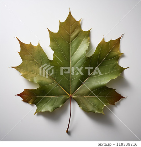 Autumn leaves, fall foliage, maple tree, red leaves, yellow leaves, brown leaves, fallen leaves, autumn scenery, leaf peeping, foliage trip, autumn leaves festival, autumn leaf path, colors of nature, 119538216
