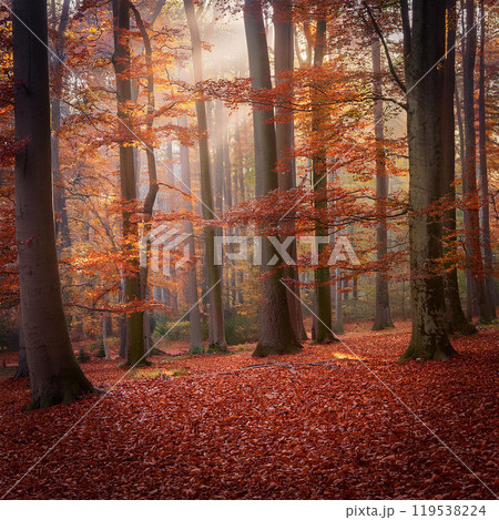 Autumn leaves, fall foliage, maple tree, red leaves, yellow leaves, brown leaves, fallen leaves, autumn scenery, leaf peeping, foliage trip, autumn leaves festival, autumn leaf path, colors of nature, 119538224