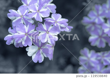 ハート形の模様が可愛いスーパーベナの花 ハート形の模様が可愛いスーパーベナの花 119538640