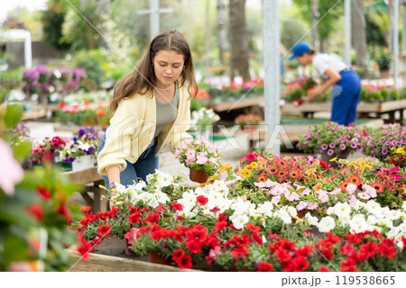 In flower shop, girl chooses flowering petunia atkinsiana plant for outdoor garden decor 119538665
