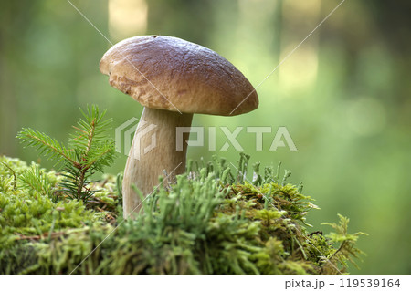 Wild cep mushroom growing in a green forest during daylight with beautiful bokeh background Wild cep mushroom growing in a green forest during daylight with beautiful bokeh background 119539164