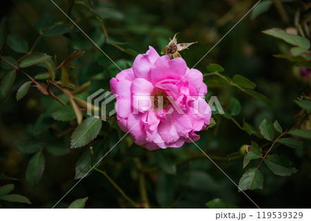 old blush rose with leaves. Growing in Russian Far East old blush rose with leaves. Growing in Russian Far East 119539329
