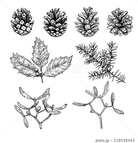 Big collection of Christmas plants, pine cones, holly, mistletoe and juniper. Black and white illustration. Big collection of Christmas plants, pine cones, holly, mistletoe and juniper. Black and white illustration. 119539343