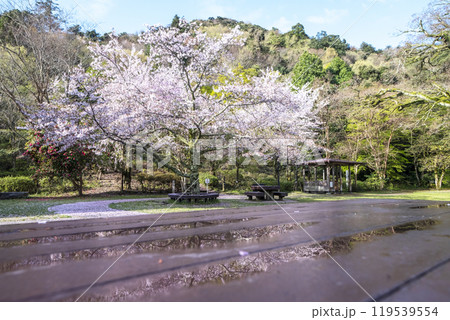 打吹公園の桜景色（倉吉市） 119539554
