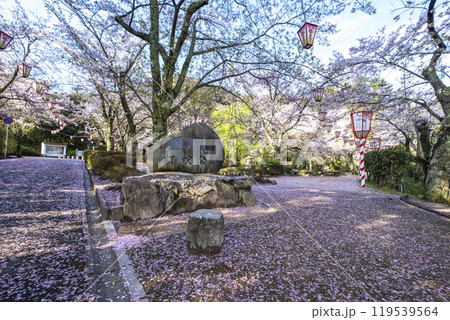打吹公園の桜景色(倉吉市) 打吹公園の桜景色(倉吉市) 119539564