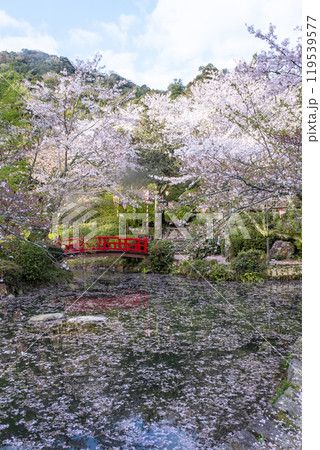 打吹公園の桜景色(倉吉市) 打吹公園の桜景色(倉吉市) 119539577