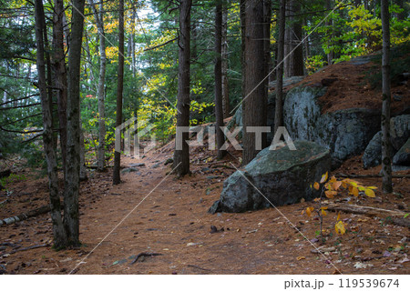 Northern forest landscape with rocks in wild deep forest.  119539674