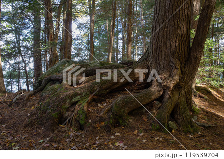 Trees with exposed roots in autumn forest. Trees with exposed roots in autumn forest. 119539704