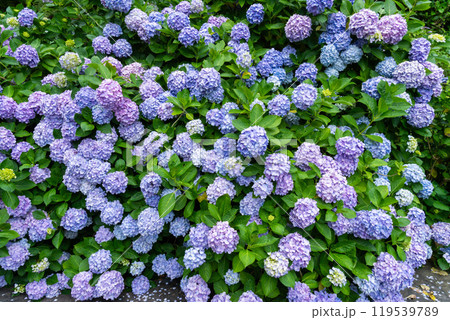 あじさいの咲く下田公園(静岡県) あじさいの咲く下田公園(静岡県) 119539789