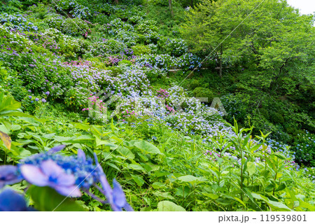 あじさいの咲く下田公園（静岡県） 119539801