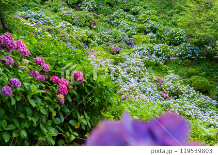 あじさいの咲く下田公園（静岡県） 119539803