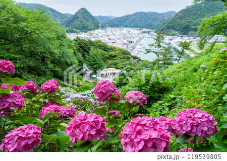 下田港を見渡す下田公園と紫陽花の風景（静岡県） 119539805