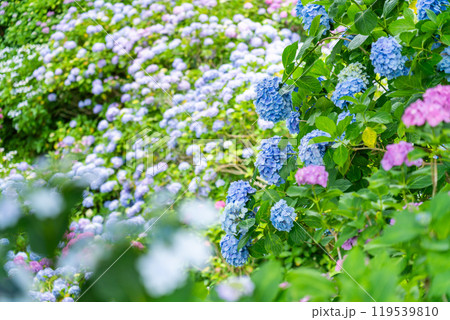あじさいの咲く下田公園（静岡県） 119539810