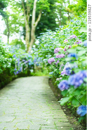 あじさいの咲く下田公園（静岡県） 119539827