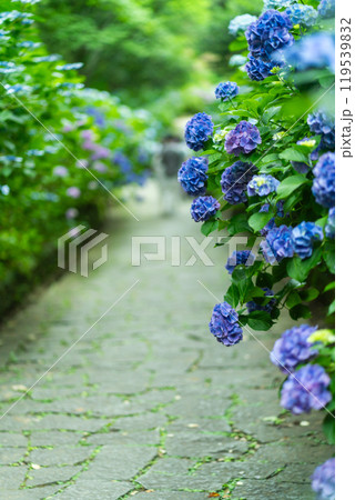 あじさいの咲く下田公園（静岡県） 119539832