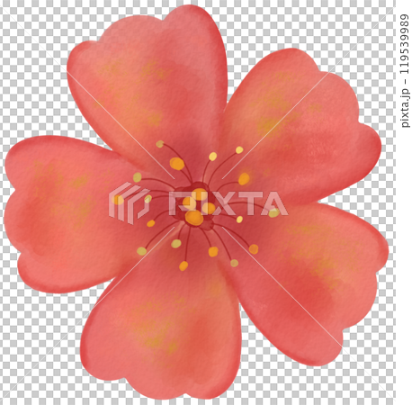 Cherry Blossom 119539989