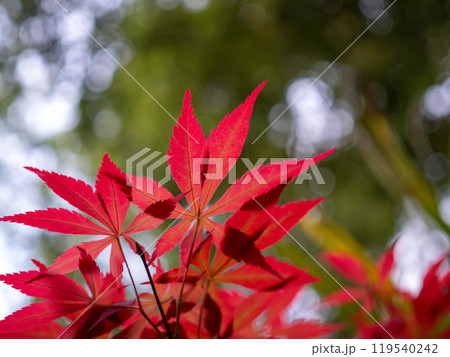 Red acer palmatum leaves against green yellow trees background Red acer palmatum leaves against green yellow trees background 119540242
