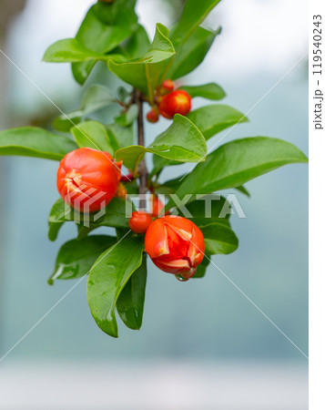 Red pomegranate flowers on pomegranate blossoming tree in the garden 119540243