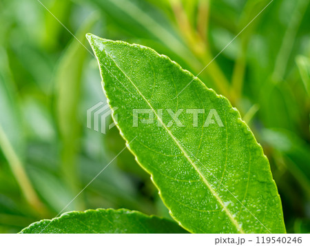 raindrops on tree leaves 119540246