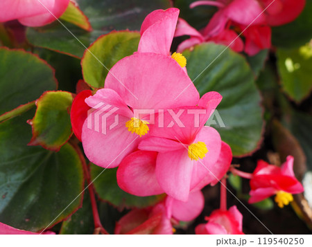 Close up of a wax begonia flower Close up of a wax begonia flower 119540250