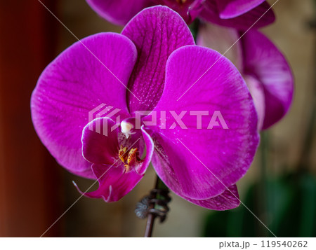 Purple phalaenopsis orchid close up 119540262