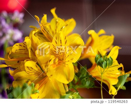 yellow alstroemerias blossom with soft background bokeh yellow alstroemerias blossom with soft background bokeh 119540263