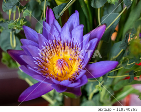 blooming purple lotus close up 119540265