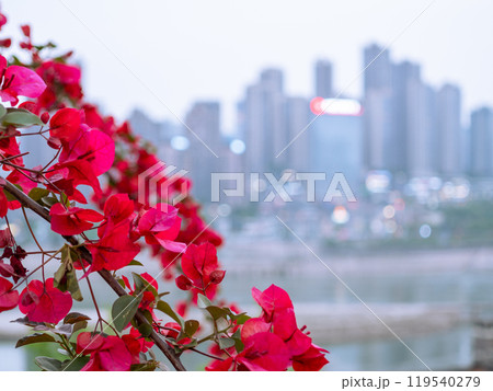Blooming Bougainvillea. Shot against city sky line 119540279