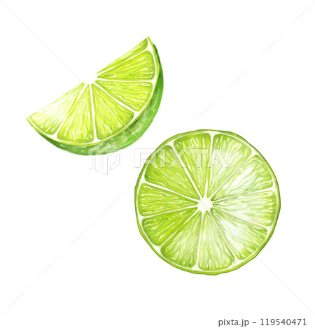 Lime slice hand-drawn illustration. Colored citrus fruits Lime slice hand-drawn illustration. Colored citrus fruits 119540471