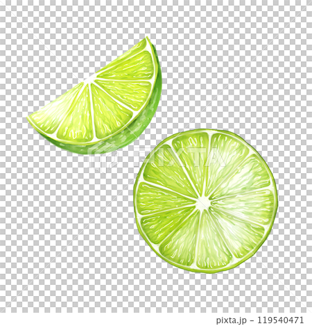 Lime slice hand-drawn illustration. Colored citrus fruits Lime slice hand-drawn illustration. Colored citrus fruits 119540471