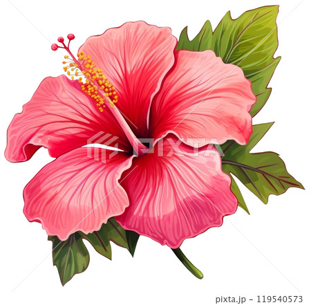 Hibiscus flower 119540573