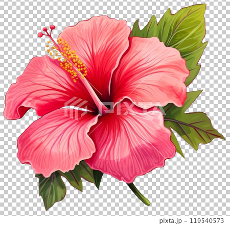 Hibiscus flower 119540573