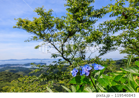 三ヶ根山上に咲く紫陽花 愛知県西尾市 三ヶ根山上に咲く紫陽花 愛知県西尾市 119540843