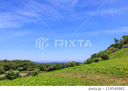 三ヶ根山上に咲く紫陽花 愛知県西尾市 三ヶ根山上に咲く紫陽花 愛知県西尾市 119540862