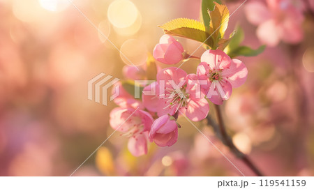Delicate pink blossoms in soft light. 119541159