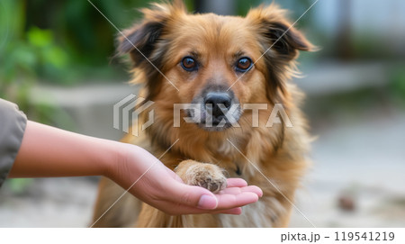 Dog giving paw to human hand, trustful bond. 119541219