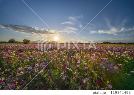 夕陽に照らされる藤原宮跡のコスモス 夕陽に照らされる藤原宮跡のコスモス 119541498