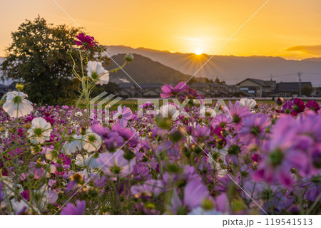 夕陽に照らされる藤原宮跡のコスモス 119541513