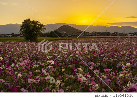 夕陽に照らされる藤原宮跡のコスモス 119541516
