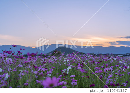 夕陽に照らされる藤原宮跡のコスモス 119541527