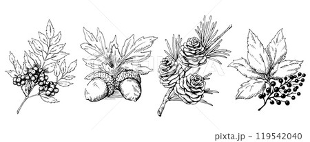 木の実と枝葉の線画イラストのセット　秋から冬の植物　白黒のベクター素材 119542040