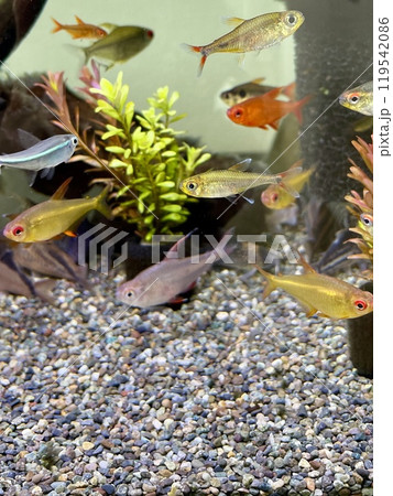 アクアリウム 熱帯魚 スーパーレッドウォルターテトラ アクアリウム 熱帯魚 スーパーレッドウォルターテトラ 119542086