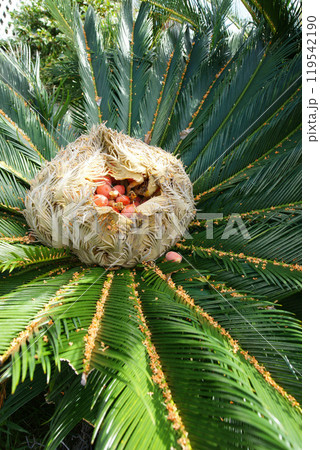 生きた化石　「 ソテツ」 119542190