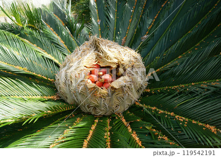 生きた化石 「 ソテツ」 生きた化石 「 ソテツ」 119542191