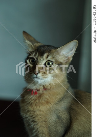 肖像画っぽいアビシニアンの子猫 119542395