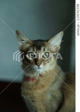 カメラ目線のアビシニアンの子猫 カメラ目線のアビシニアンの子猫 119542396